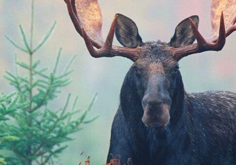 moose